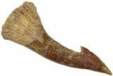 Fossil Sawfish (Onchopristis) Rostral Barb - Morocco #311216-1